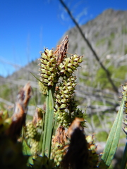 Carex raynoldsii