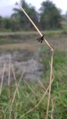 Amata sperbius