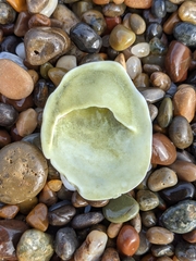 Crepidula convexa