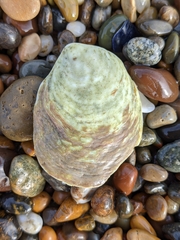 Crepidula convexa