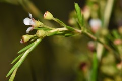 Harmogia densifolia