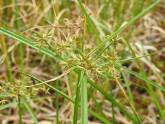 Cyperus platystylis