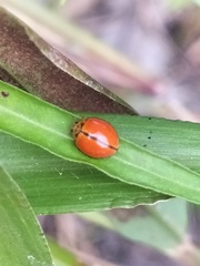 Coelophora biplagiata