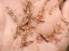 Cyperus platystylis