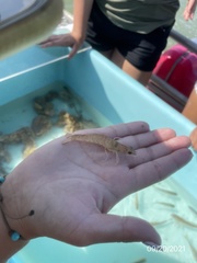 Penaeus aztecus