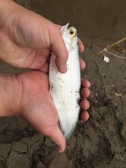Hiodon alosoides