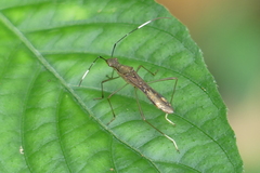 Tuberculiformia subinermis