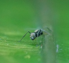 Polyrhachis foreli