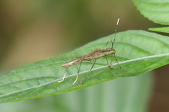 Tuberculiformia subinermis