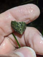 Calliostoma gemmulatum