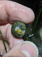 Calliostoma gemmulatum