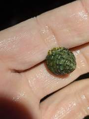 Calliostoma gemmulatum