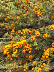 Pultenaea procumbens