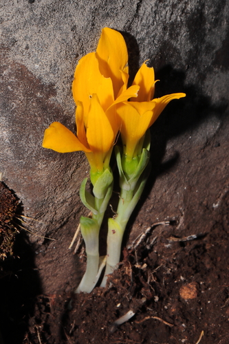 Alstroemeria pygmaea (Alstroemeria pygmaea)
