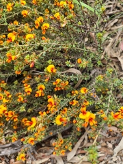 Pultenaea procumbens