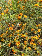 Pultenaea procumbens