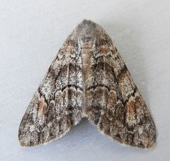 Galenara lixarioides