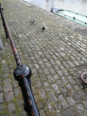 Columba livia domestica