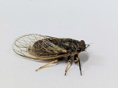 Myopsalta coolahensis