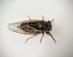 Myopsalta coolahensis