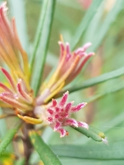 Banksia collina