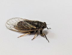 Myopsalta coolahensis