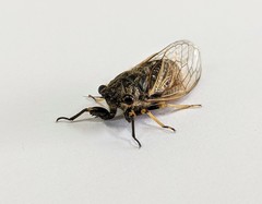 Myopsalta coolahensis