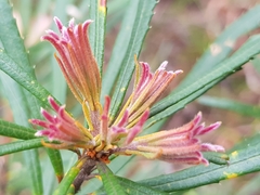 Banksia collina