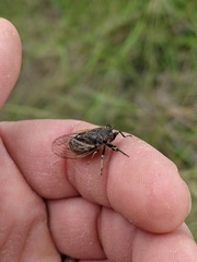 Myopsalta coolahensis