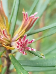 Banksia collina