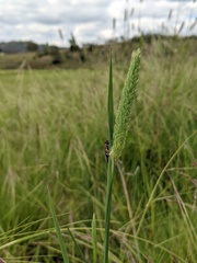 Myopsalta coolahensis