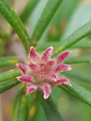 Banksia collina