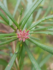Banksia collina