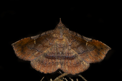 Azeta repugnalis