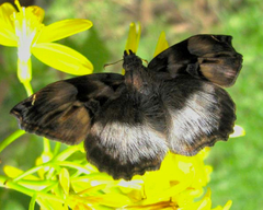 Noctuana lactifera