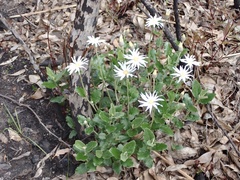 Olearia grandiflora