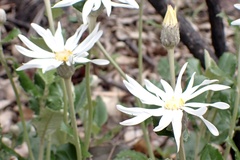 Olearia grandiflora
