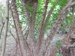 Zanthoxylum caribaeum