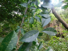 Zanthoxylum caribaeum