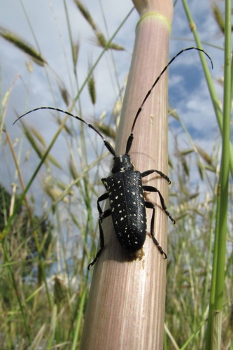 Representative image of Agapanthia irrorata