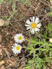 Calotis glandulosa
