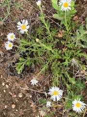 Calotis glandulosa
