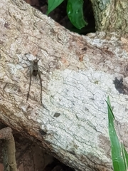 Nisitrus