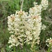 Stackhousia monogyna - Photo (c) Lukas Clews, alguns direitos reservados (CC BY), uploaded by Lukas Clews