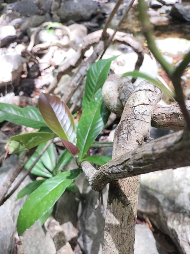 Image of Tetracera daemeliana by (c) Matthew Borella, some rights reserved (CC BY)