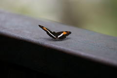 Adelpha malea goyama