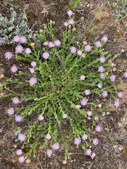 Calotis glandulosa
