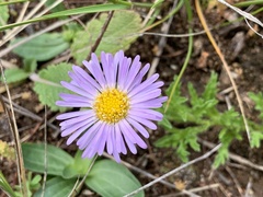 Calotis glandulosa