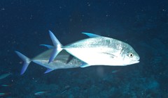 Ferdauia orthogrammus