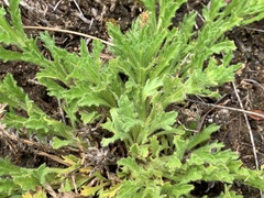 Calotis glandulosa